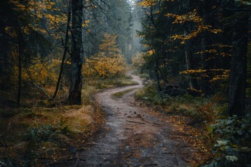 Obraz premium Autumnal Forest Path