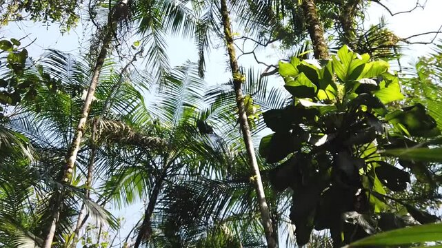 Mata atl&acirc;ntica, floresta com palmitos ju&ccedil;ara, visto de baixo para cima.