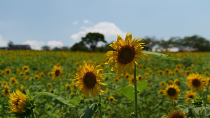 Fototapeta premium 宮崎県都城市高千穂牧場のひまわり畑