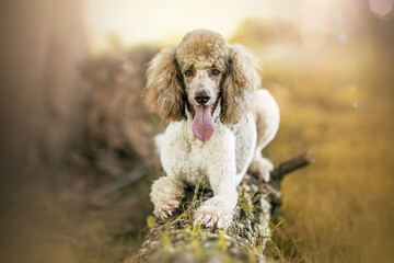 Portrait of a brown and white male standard poodle in summer outdoors