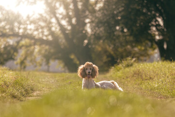 Portrait of a brown and white male standard poodle in summer outdoors
