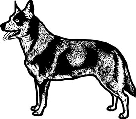 Australian Cattle Dog