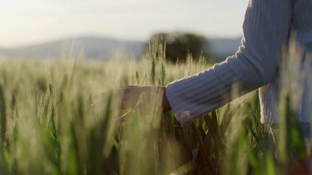 Slow-motion shot of a little girl walking through the wheat field and gently touching ripening ears of crop at sunset. Close-up