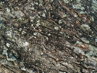 Tree trunk texture shoot on close 