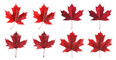 Eight Red Maple Leaves on Black Background
