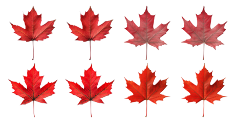 Eight Red Maple Leaves Against Black Background on Transparent Background