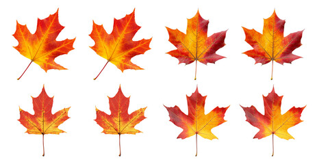 Fototapeta premium Collection of Autumn Maple Leaves on Transparent Background