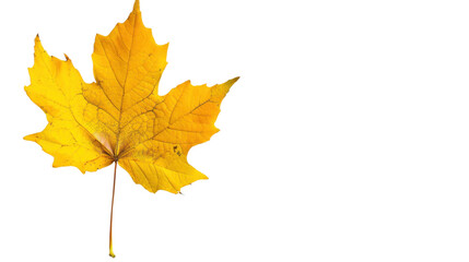 Fototapeta premium Maple leaf autumn isolated on white background