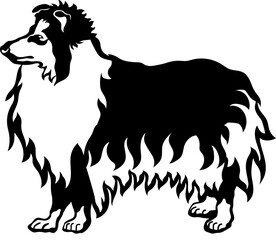 Collie - Rough Collie