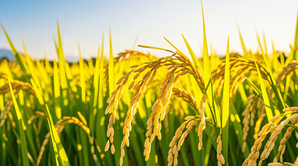Obraz premium rice plants in the agricultural fields during the harvest season