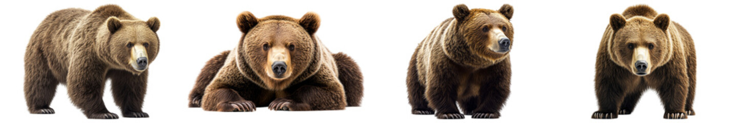 Obraz premium Four Brown Bears in Various Poses Against White Background