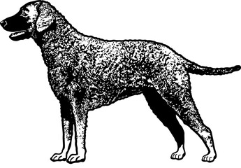 Curly Coated Retriever