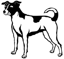 Danish-Swedish Farmdog