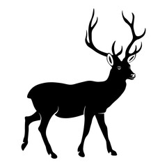 Fototapeta premium Deer With Horns