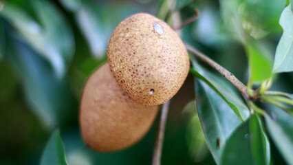 Manilkara zapota or sapodilla fruit grows on trees.