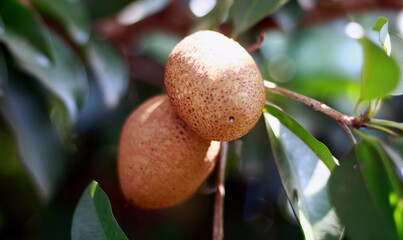 Manilkara zapota or sapodilla fruit grows on trees.