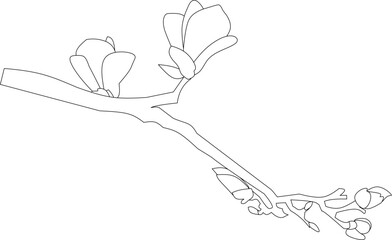 Magnolia blossom(line drawing)