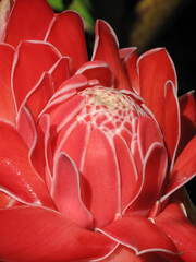 Torch Ginger, Mountain View, Big Island, Hawaii