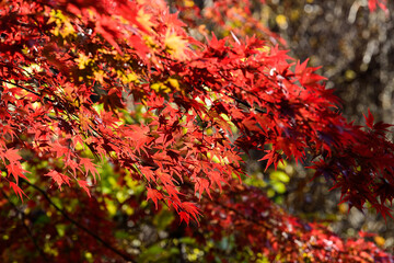 信州の秋の紅葉