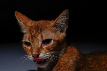close up of orange cat face isolated on black. The cat has a very cute and friendly expression.
