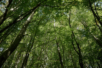 Peaceful forest scene with lush green leaves on trees in a serene wooded area