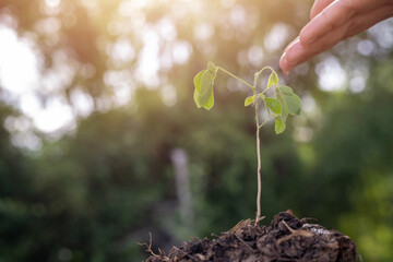 A hand is gently placing a small plant into the dirt.