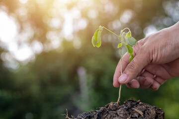 A hand is holding a small plant in the dirt.