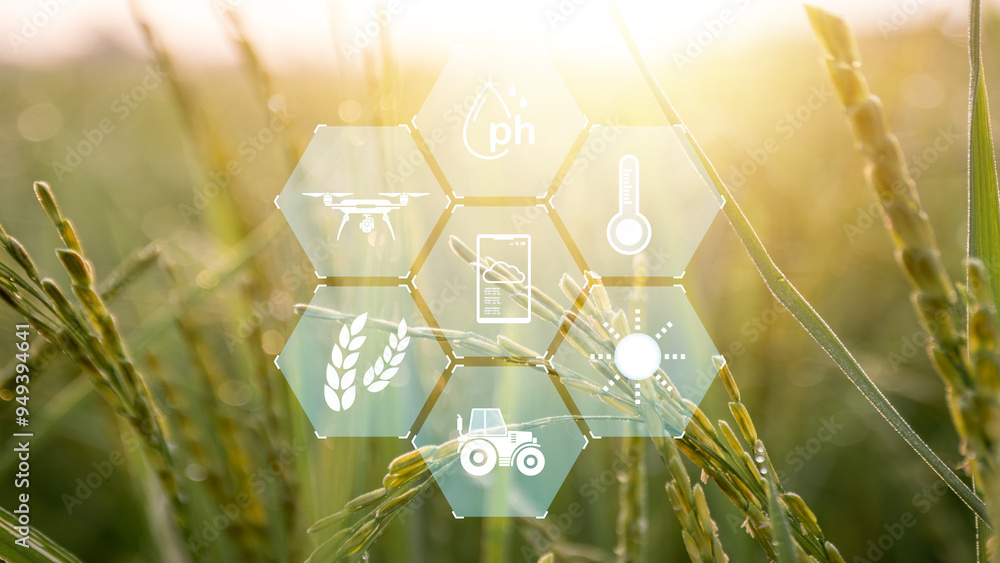 Poster rice field of green grass with a hexagonal pattern
