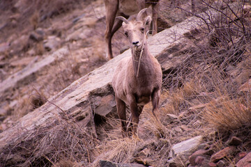 Bighorn Sheep Colorado Rocky Mountains