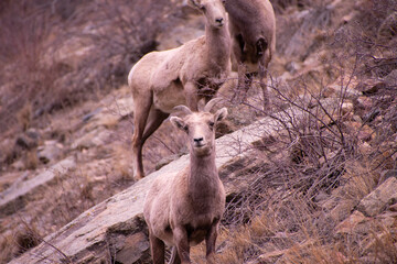 Bighorn Sheep Colorado Rocky Mountains