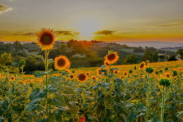 tuscan landscape, sunflower field, golden hour, dusk, sunset, tuscany, italy, rolling hills, countryside, nature photography, scenic views, warm colours, evening light, tranquil, travel photography, l