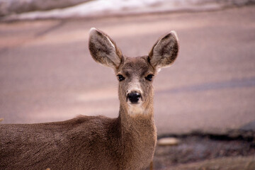 deer on a hill evergreen colorado