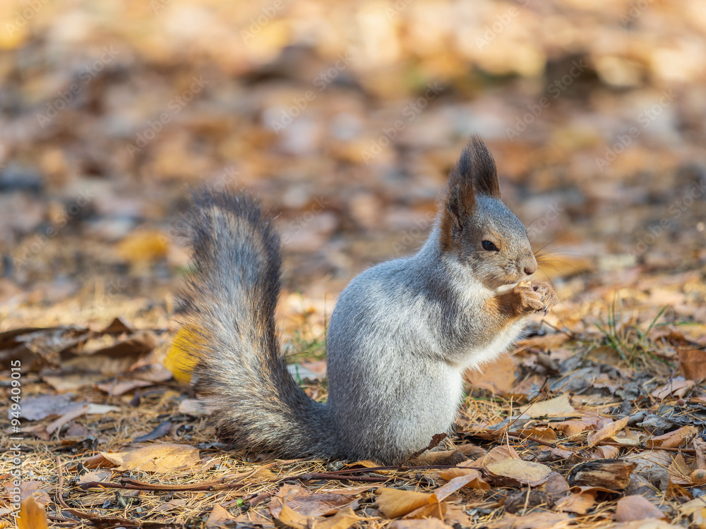 Wall mural Autumn squirrel with nut sits on green grass with fallen yellow leaves