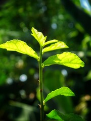 close up of green leaves of tree