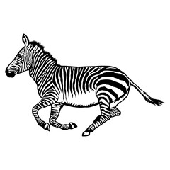 zebra running