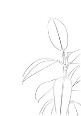 Rubber Tree(line drawing)