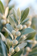 Close-up of unripe growing crop of green olives on a branch with soft, light green leaves.