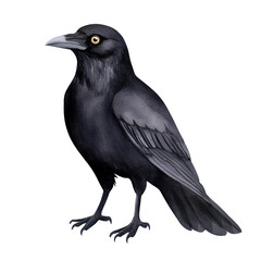 Fototapeta premium Close-up illustration of a black raven bird standing isolated on a white background, detailed artwork of a crow.