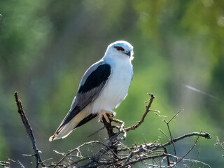 Black-shouldered Kite - Elanus axillaris in Australia