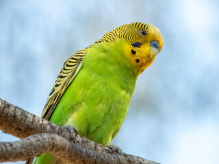 Wild Budgerigar - Melopsittacus undulatus in Central Australia

