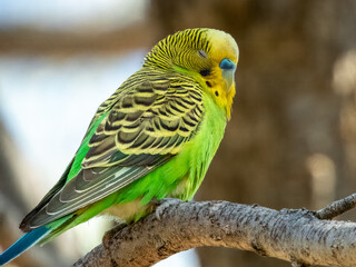 Wild Budgerigar - Melopsittacus undulatus in Central Australia
