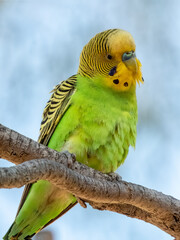 Wild Budgerigar - Melopsittacus undulatus in Central Australia
