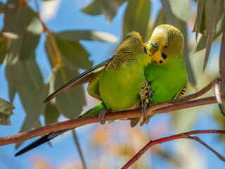 Wild Budgerigar - Melopsittacus undulatus in Central Australia
