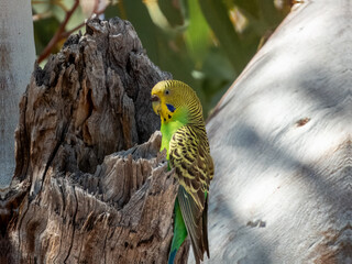 Wild Budgerigar - Melopsittacus undulatus in Central Australia
