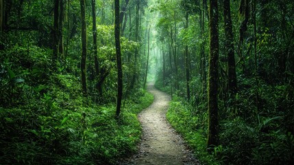 Obraz premium Green Rainforest Path. A narrow path winding through a dense green rainforest.