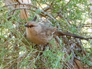 Chiming Wedgebill - Psophodes occidentalis in Australia