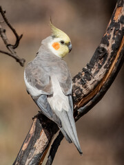 Attractive native bird found in the arid areas of Central Australia.