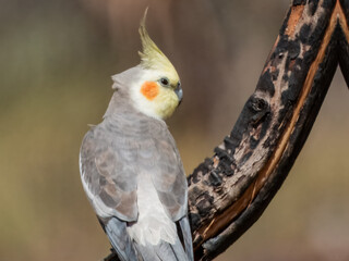 Attractive native bird found in the arid areas of Central Australia.