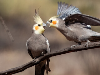 Attractive native bird found in the arid areas of Central Australia.
