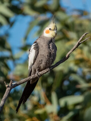 Attractive native bird found in the arid areas of Central Australia.